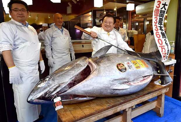 Редкий голубой тунец ушел с торгов за 3,1 миллиона долларов