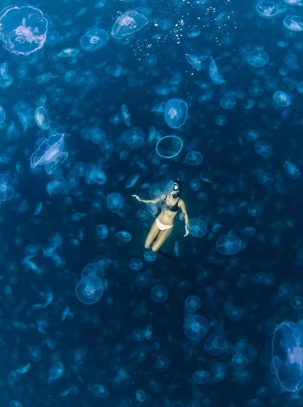 Фотография: Прогулки под водой: бесстрашные фридайверы в окружении тысяч медуз №9 - BigPicture.ru