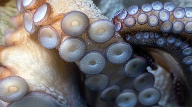 Ученые обнаружили останки гигантских осьминогов с развитым интеллектом