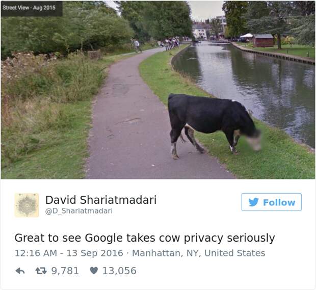 google-blurred-cow-face-privacy-1