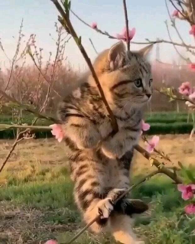 Милые котики заряжают позитивом на снимках