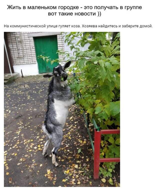 kartinok-prikolnyh-podborka-kartinki-smeshnye-kartinki-fotoprikoly