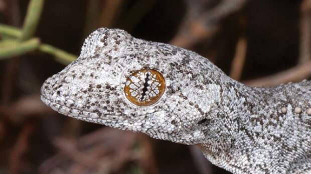 В Австралии обнаружили новый вид геккона с психоделическими глазами