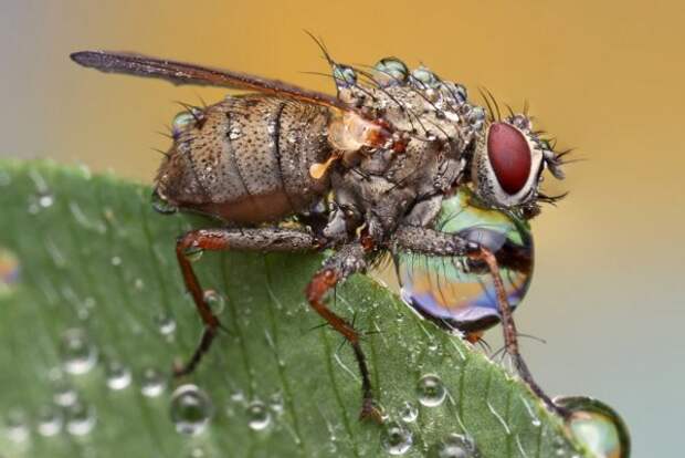 Макрофотографии насекомых от Ondrej Pakan (47 фото)