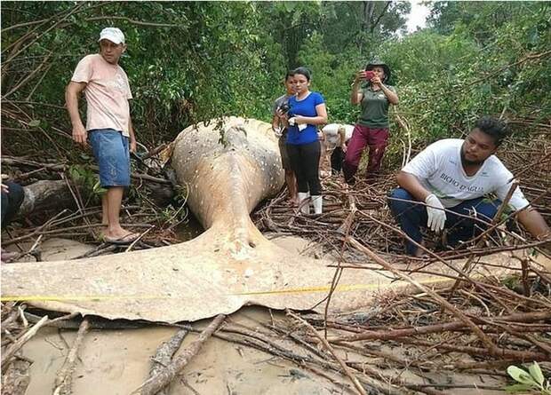 В бразильском мангровом лесу "заблудился" горбатый кит
