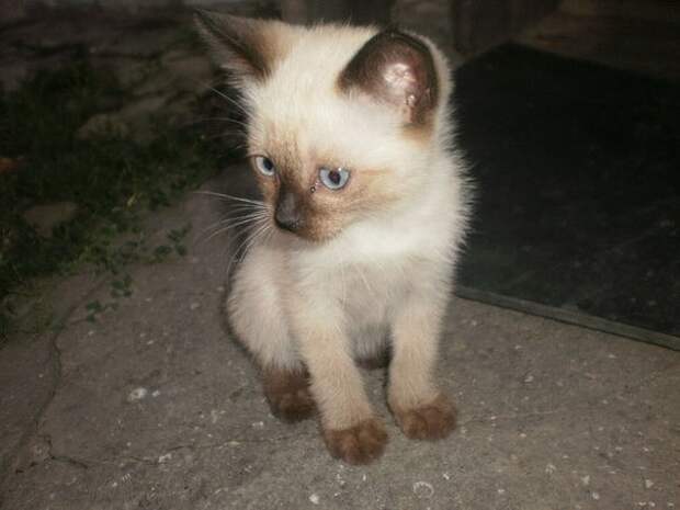 Легендарный кот Семен: 6 лет он шёл от Москвы до родного Мурманска, чтобы вернуться к хозяевам.