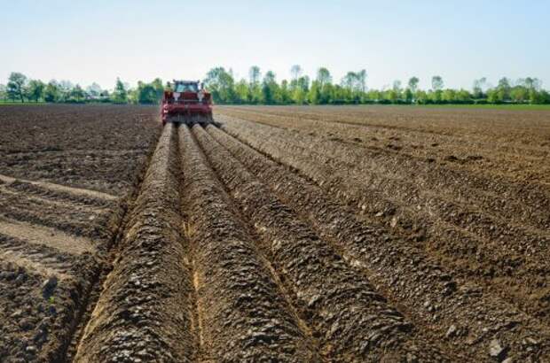 Обработка почвы под посадку картофеля в гребни трактором