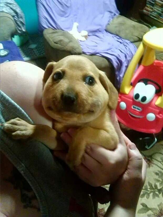 This dog who ate bees: