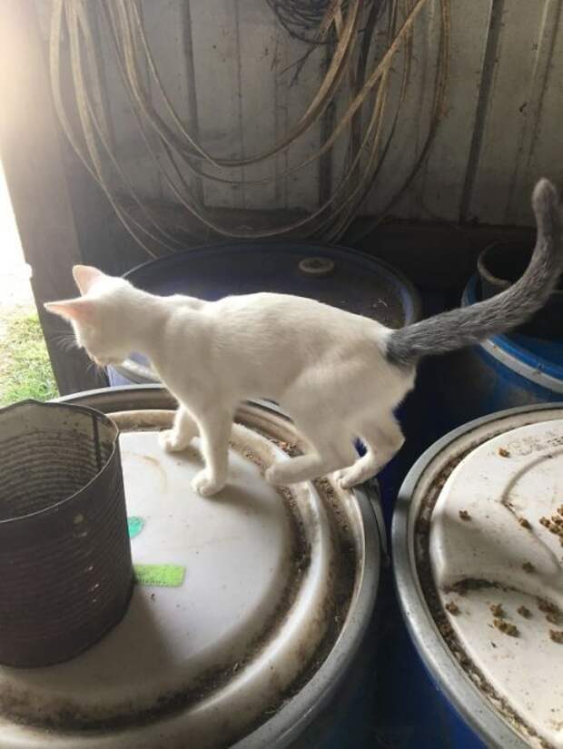 Кошки с причудливым окрасом шерсти коты, кошки, прикольный окрас кошек.