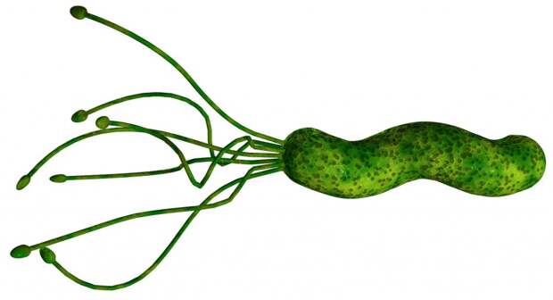 Ещё тридцать лет назад никто не верил в существование Helicobacter pylori. Тем не менее вот она, открытая Барри Маршаллом путём эксперимента, поставленного на себе самом.