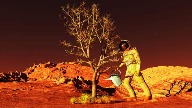Будут ли расти деревья на Марсе?