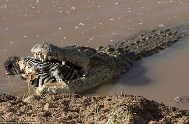 Хищник дожевывает остатки жертвы  животные, зебра, крокодил