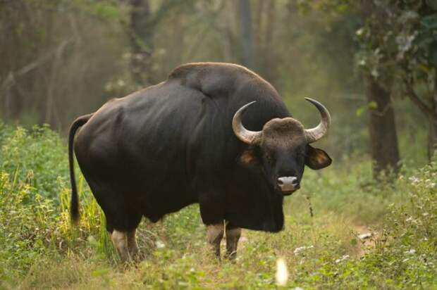 Распространение буйвола индийского