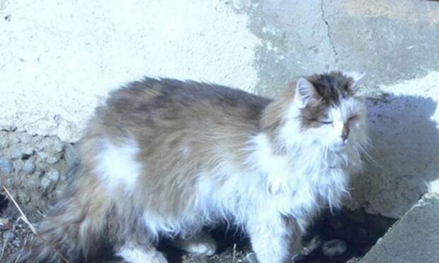 Самые старые коты и кошки нашей планеты