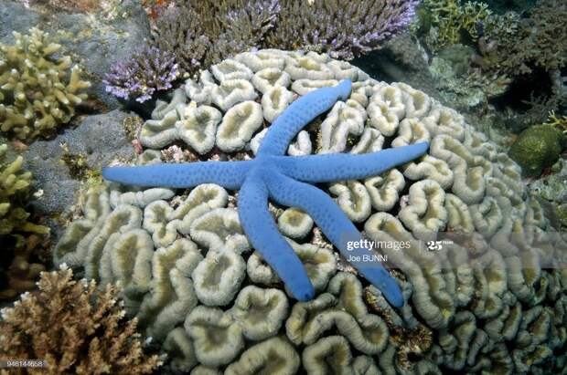 Blue starfish (Linckia laevigata) on a coral : News Photo