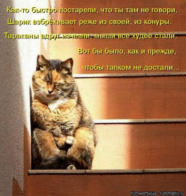 Лучшие котоматрицы недели (50 фото)