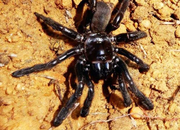 Старейший тарантул в мире отбросил ноги не самым лучшим образом ynews, австралия, наука, новости, пауки, рекордсмен