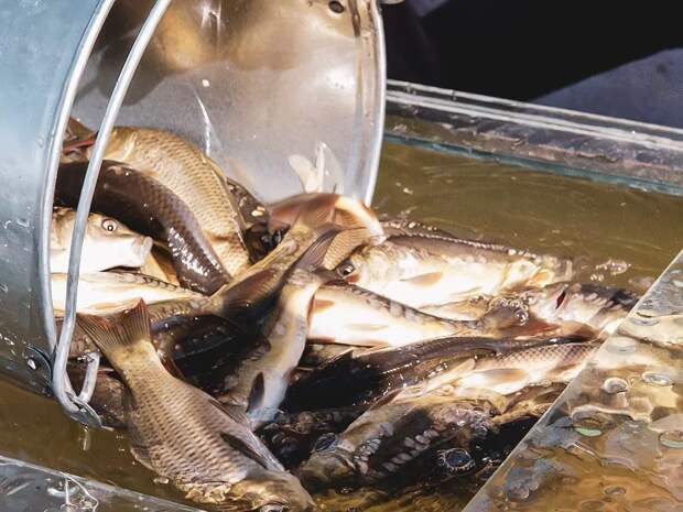 Астраханским рыбакам предлагают заработать