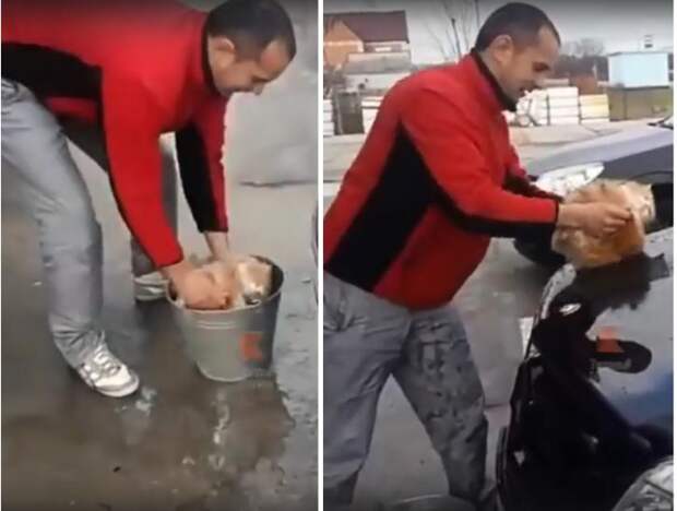На Кубани автолюбитель помыл и отполировал машину котом
