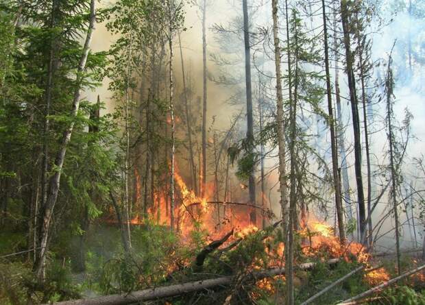 В Нижегородской области ожидают высокую пожарную опасность