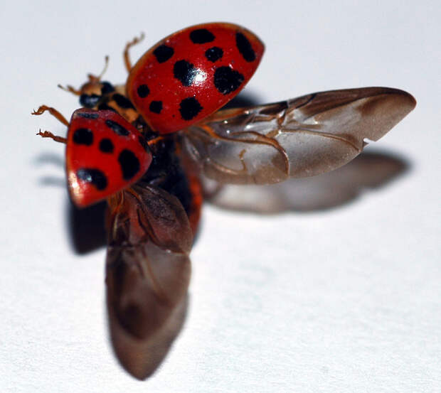 Суперхищники. Coccinellidae животные, факты