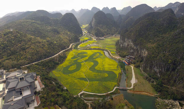 Дракон на рапсовом поле площадью 80 000 квадратных метров в Аньшуне, Гуйчжоу, Китай