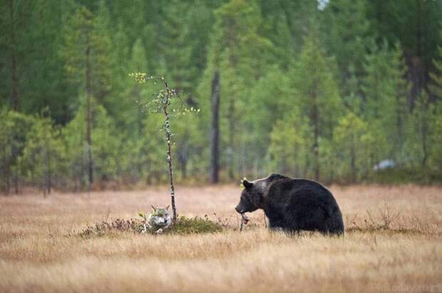 gray-wolf-brown-bear-5