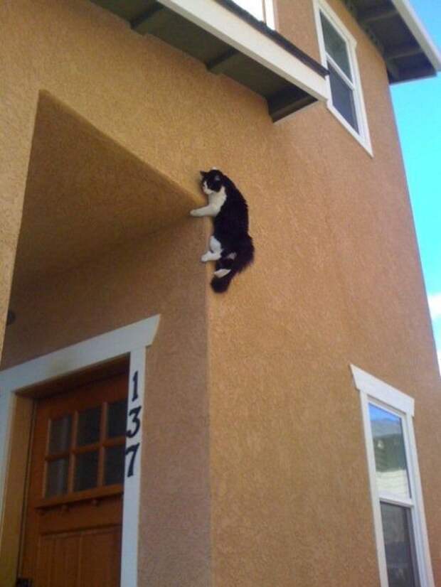Коты, выглядывающие из своих укрытий (25 фото)
