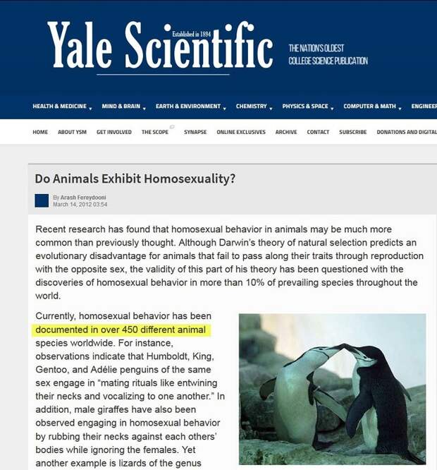Гомосексуализма нет у животных. Это миф!