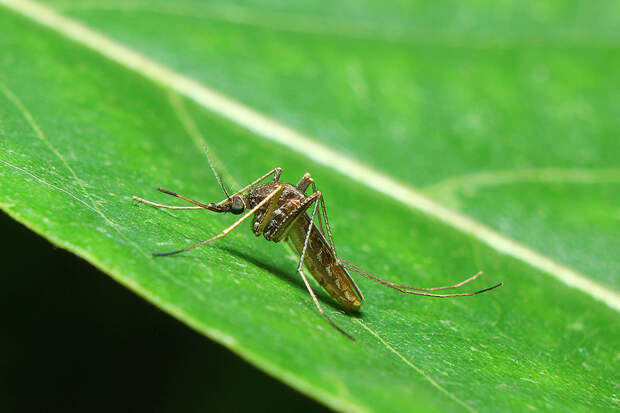 Оценено влияние похолодания на проснувшихся московских комаров