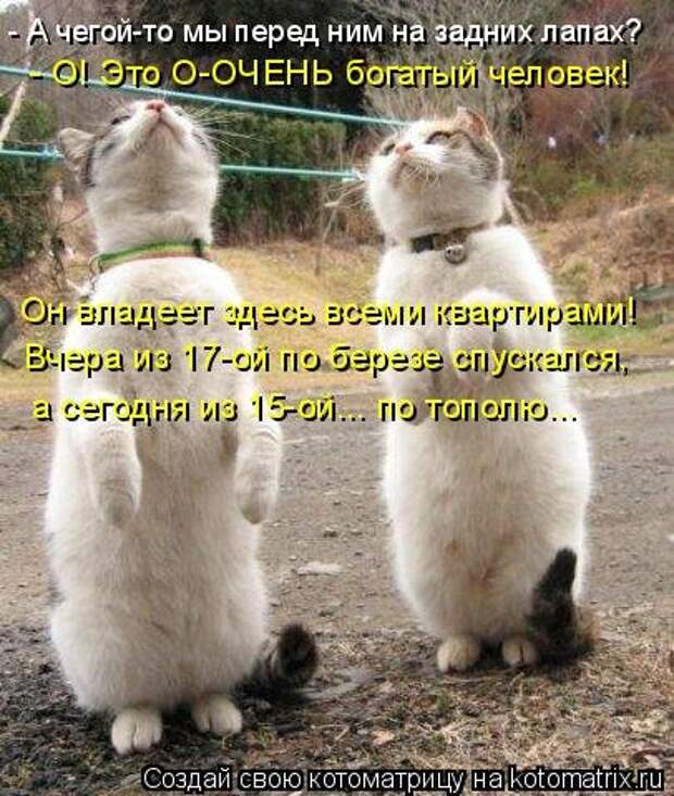 Лучшая котоматрица недели (38 фото)