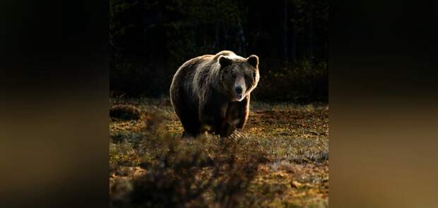 Российская пенсионерка защитилась от медведя при помощи палок для ходьбы
