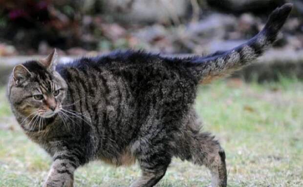 Самые старые коты и кошки нашей планеты