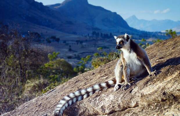 Мадагаскарский лемур иммиграция, отдых, отпуск, пляж, путешествия, туризм, экспаты, эмиграция