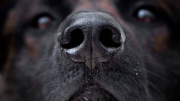 На владение опасными породами собак в России хотят ввести лицензии