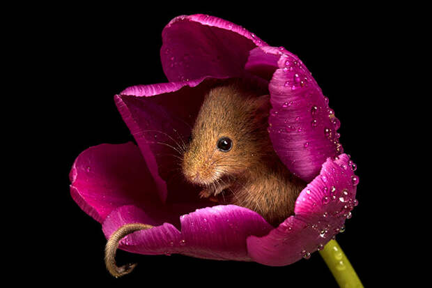 cute-harvest-mice-in-tulips-miles-herbert-8-5ad097d4c0d73__700.jpg cute-harvest-mice-in-tulips-miles-herbert-8-5ad097d4c0d73__700.jpg