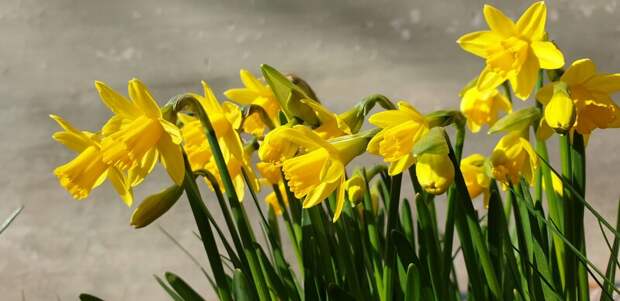 Астрологи предсказали оптимистичные прогнозы для всех знаков зодиака на неделю