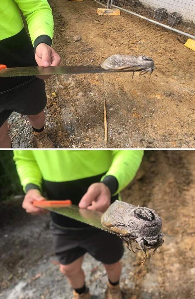 Во время ремонта школы в Австралии один из рабочих нашел мотылька размером со взрослую крысу