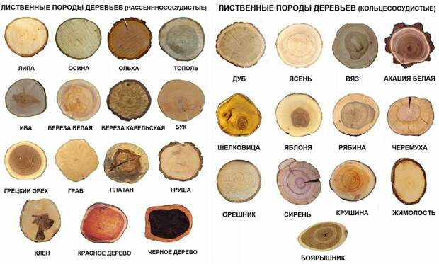 Спилы дерева в оформлении дома и двора