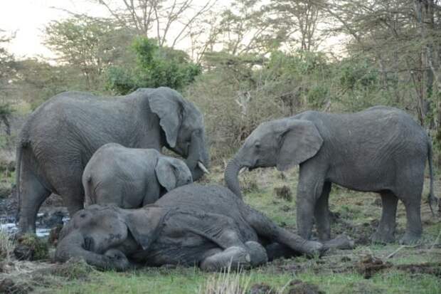 5-elephant-mother-and-her-grieving-children