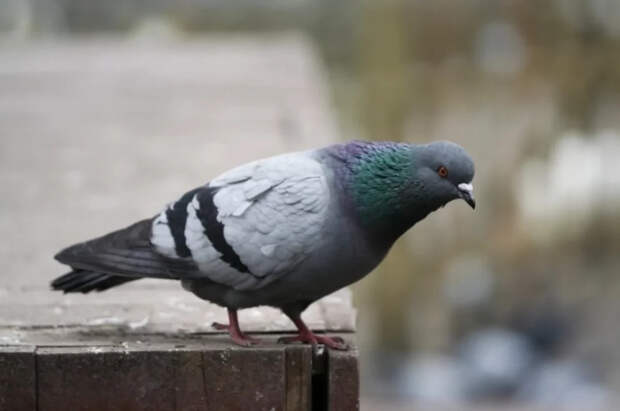 Живов предрёк появление боевых биодронов в образе голубей и собак