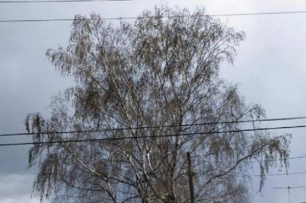 В Тамбовской области ожидается сильный ветер