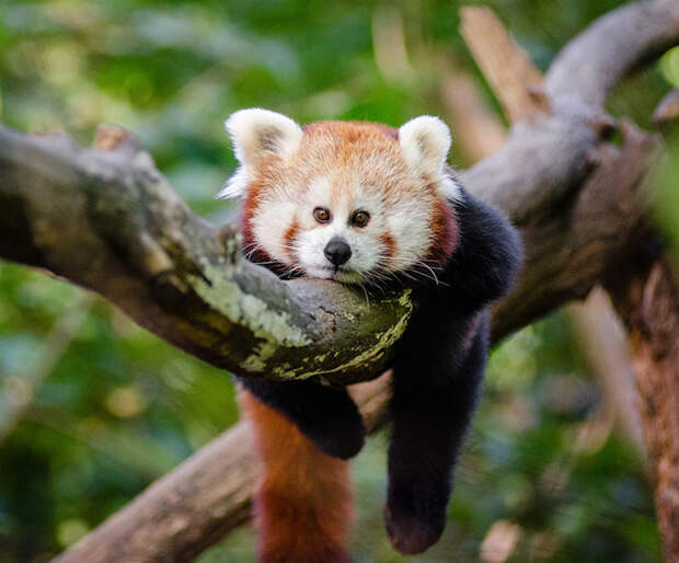 Red Panda