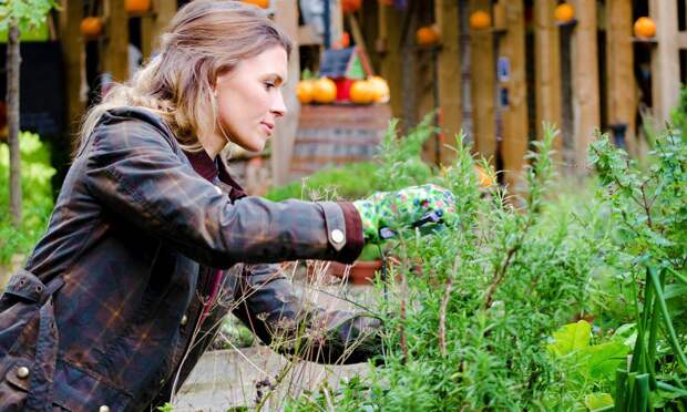 6 типичных ошибок дачников, которые лишают богатого урожая и ярких клумб