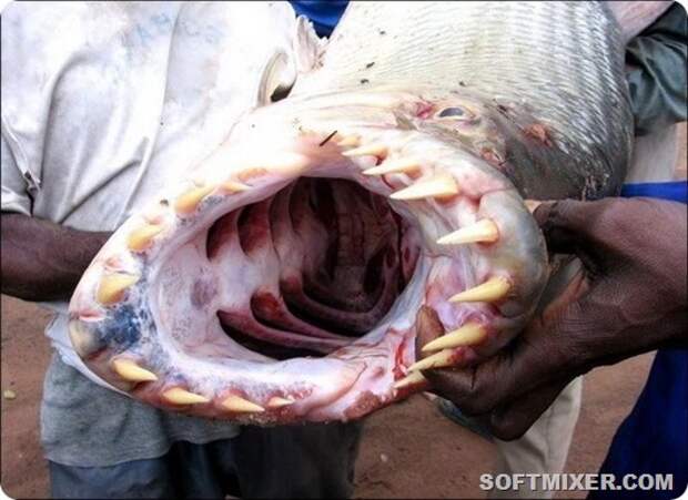 goliath-tigerfish-005