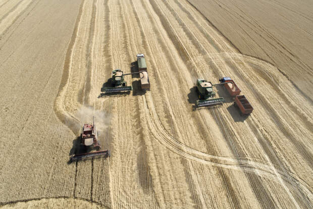 Российская пшеница хлынет в постсоветскую республику