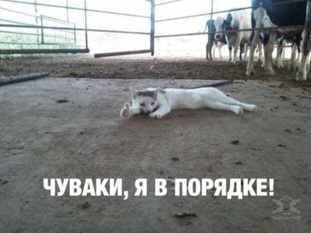 Анекдоты
