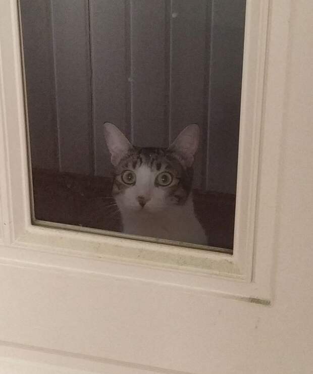 20+ котов, чьи безумные проделки доказывают, что смекалки у этих хвостатых хоть отбавляй