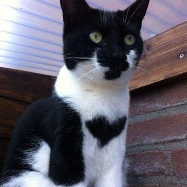 Кошки с причудливым окрасом шерсти коты, кошки, прикольный окрас кошек.