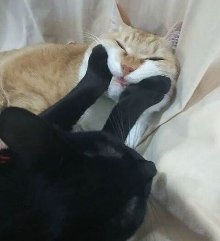 Эмоциональные домашние питомцы, которых застали врасплох